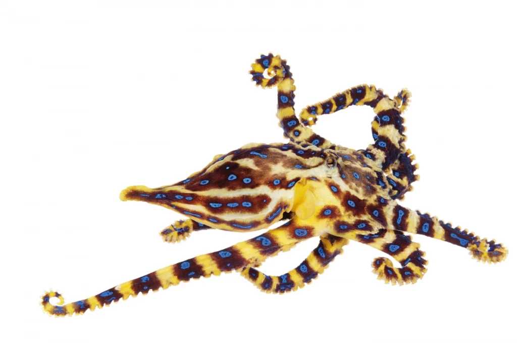 capacites speciales poulpe dumbo