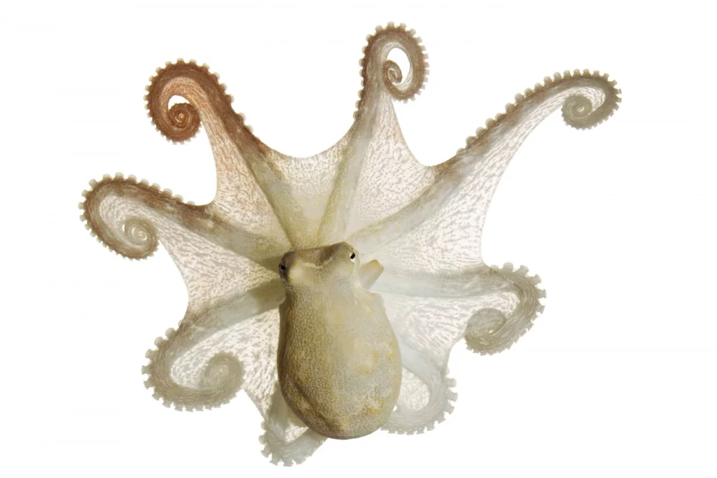 le poulpe dumbo par l exemple