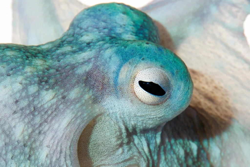 poulpe dumbo experts en camouflage