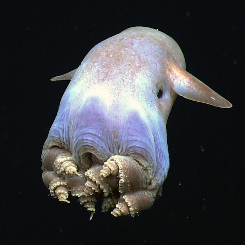 Ressource noaa ocean explorer: noaa ship okeanos explorer: gulf of mexico