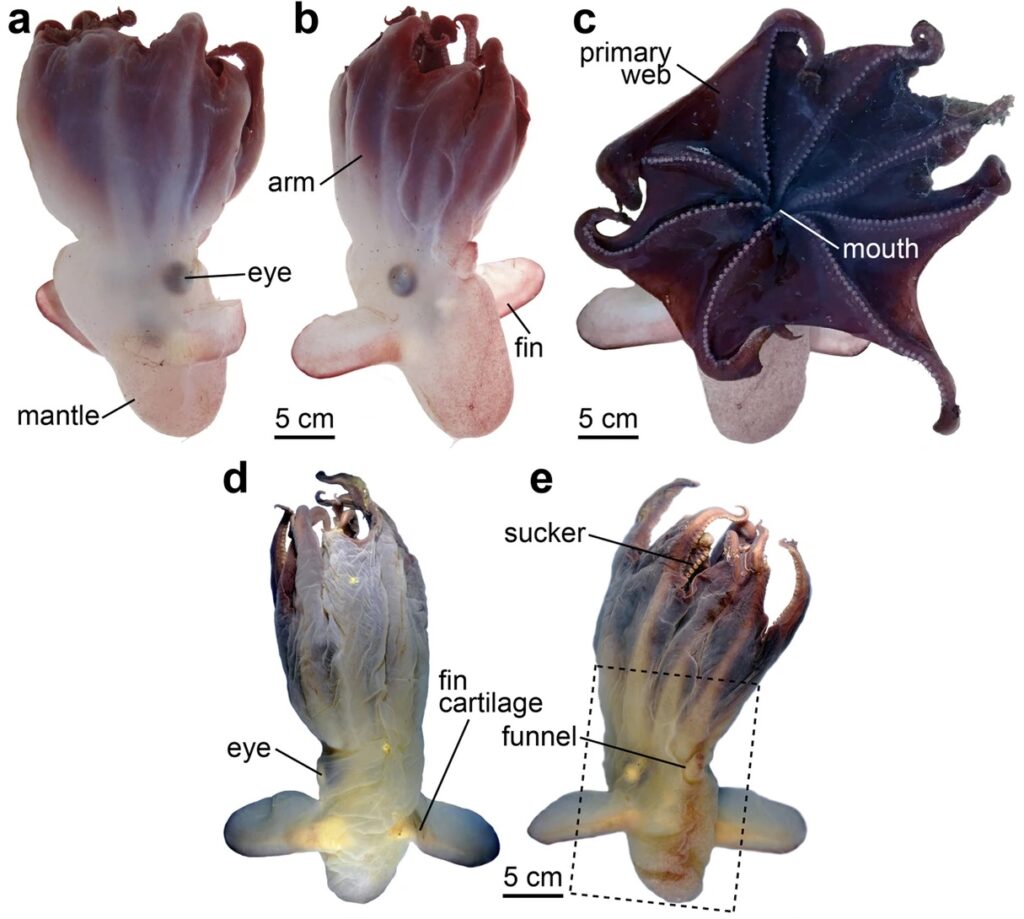 Anatomie des poulpes Dumbo anatomie du poulpe dumbo