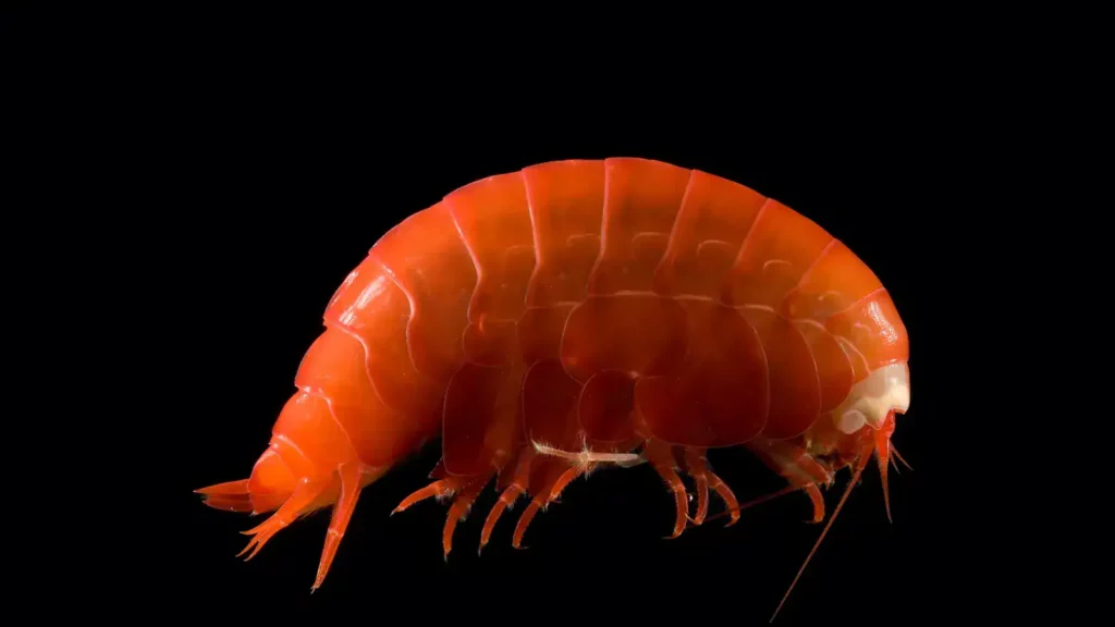 crevettes alimentation poulpe dumbo