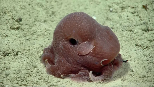 Anatomie des poulpes Dumbo poulpe dumbo anatomie 12