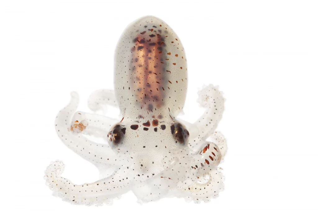 reproduction du poulpe dumbo capacite speciale