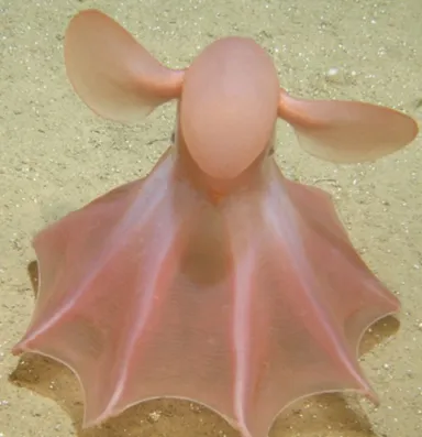 reproduction poulpe dumbo 11